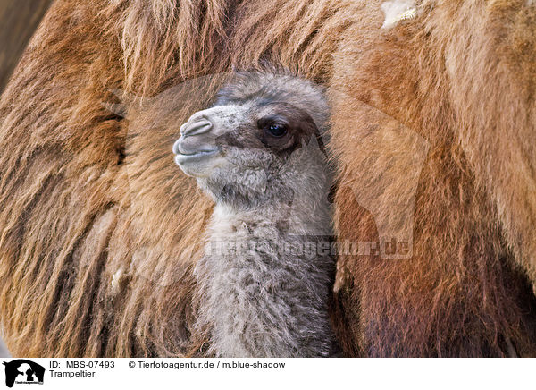 Trampeltier / Bactrian camel / MBS-07493