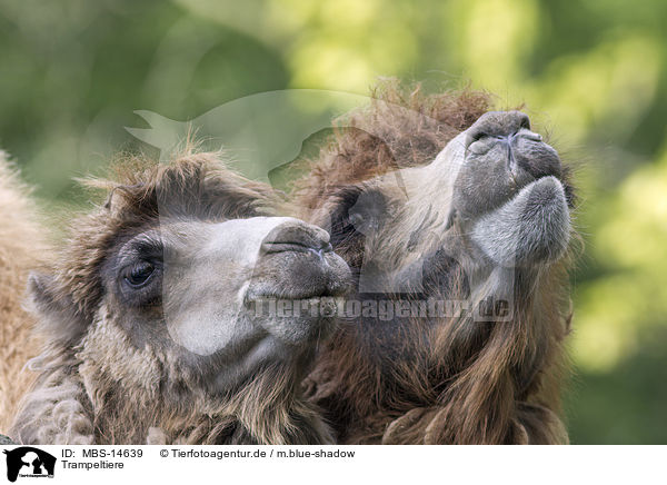 Trampeltiere / Bactrian camels / MBS-14639