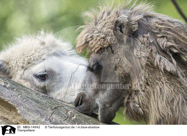 Trampeltiere / Bactrian camels / MBS-14642