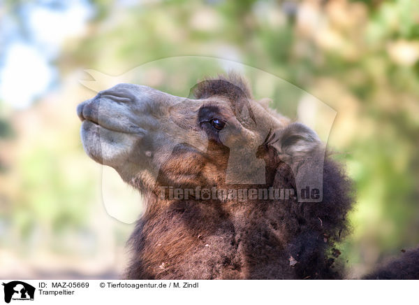 Trampeltier / Bactrian camel / MAZ-05669