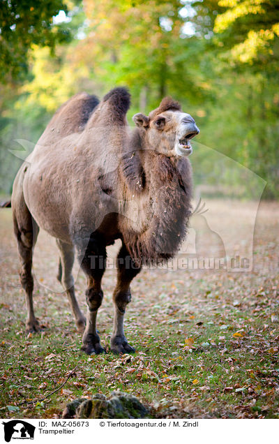 Trampeltier / Bactrian camel / MAZ-05673