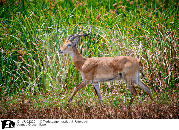 Uganda-Grasantilope / JR-02225