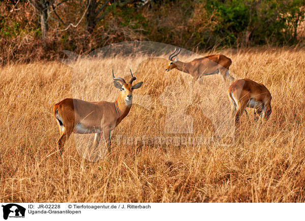 Uganda-Grasantilopen / Ugandan kobs / JR-02228