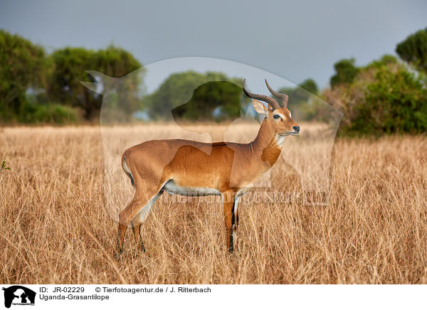Uganda-Grasantilope / Ugandan kob / JR-02229
