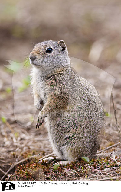 Uinta-Ziesel / uinta ground squirrel / HJ-03847