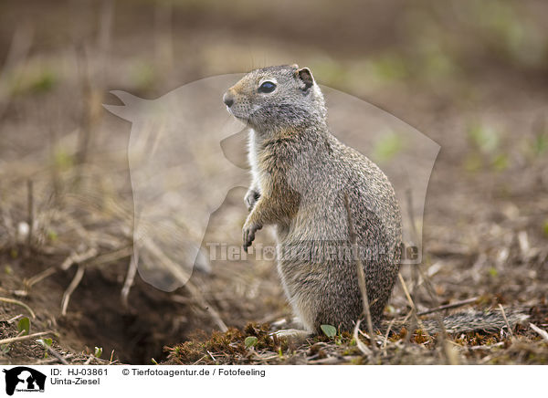 Uinta-Ziesel / uinta ground squirrel / HJ-03861