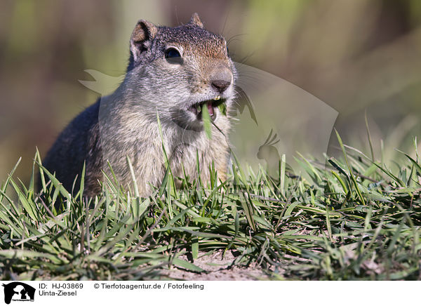 Uinta-Ziesel / uinta ground squirrel / HJ-03869