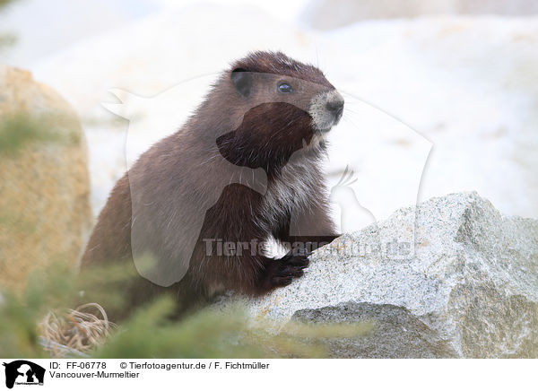 Vancouver-Murmeltier / Vancouver Island marmot / FF-06778