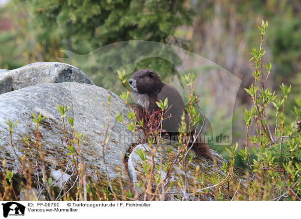 Vancouver-Murmeltier / Vancouver Island marmot / FF-06790
