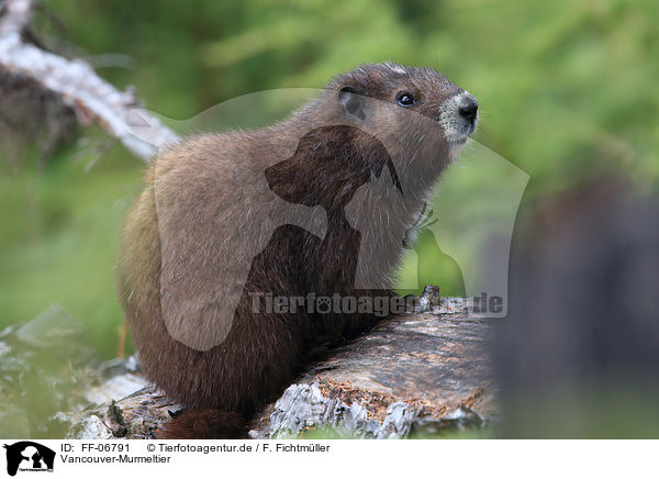 Vancouver-Murmeltier / Vancouver Island marmot / FF-06791