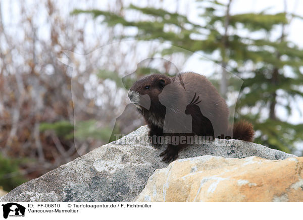 Vancouver-Murmeltier / Vancouver Island marmot / FF-06810