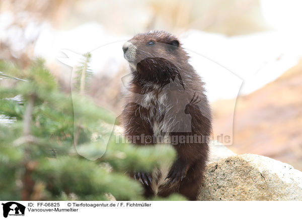 Vancouver-Murmeltier / Vancouver Island marmot / FF-06825