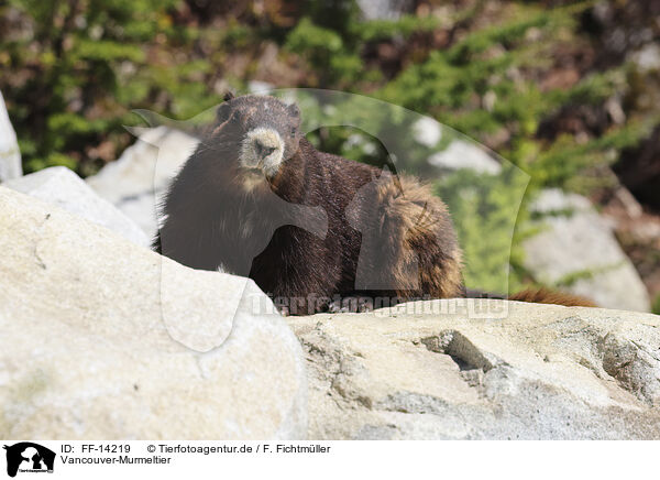 Vancouver-Murmeltier / Vancouver Island marmot / FF-14219