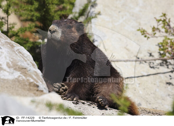 Vancouver-Murmeltier / Vancouver Island marmot / FF-14229