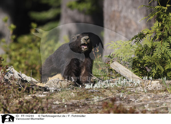 Vancouver-Murmeltier / Vancouver Island marmot / FF-14244