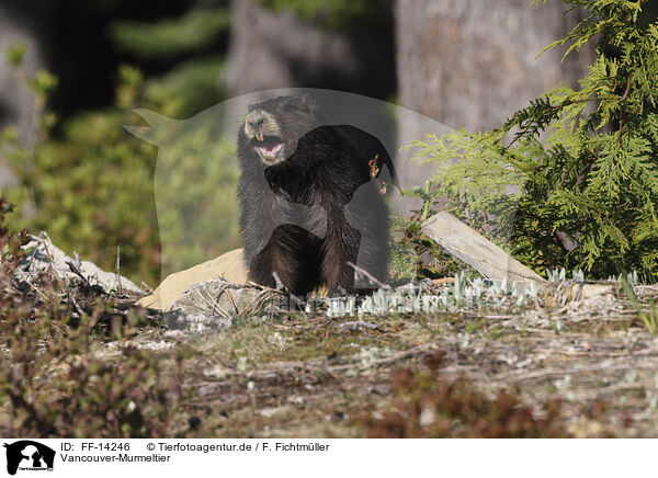 Vancouver-Murmeltier / Vancouver Island marmot / FF-14246