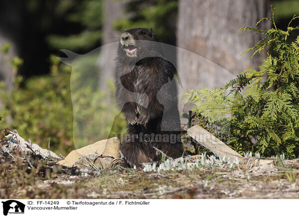 Vancouver-Murmeltier / Vancouver Island marmot / FF-14249