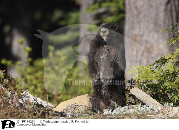 Vancouver-Murmeltier / Vancouver Island marmot / FF-14251