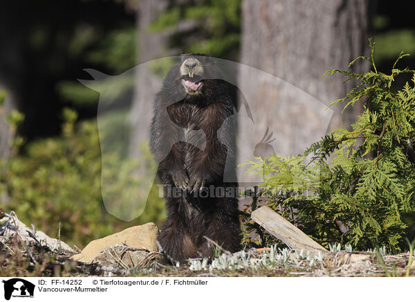 Vancouver-Murmeltier / Vancouver Island marmot / FF-14252