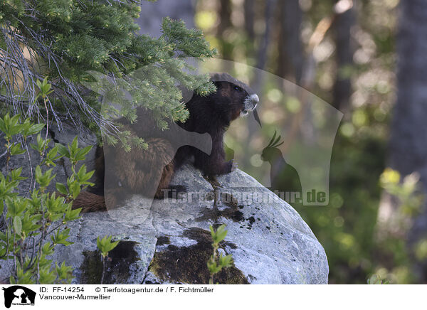 Vancouver-Murmeltier / Vancouver Island marmot / FF-14254