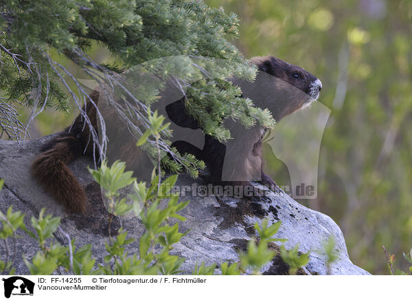 Vancouver-Murmeltier / Vancouver Island marmot / FF-14255