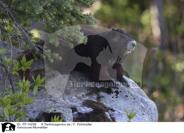 Vancouver-Murmeltier / Vancouver Island marmot / FF-14256