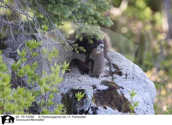 Vancouver-Murmeltier / Vancouver Island marmot / FF-14258