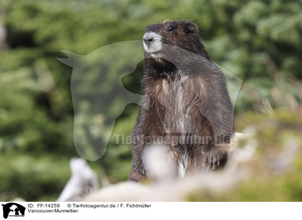 Vancouver-Murmeltier / Vancouver Island marmot / FF-14259