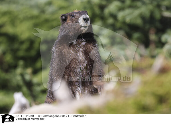 Vancouver-Murmeltier / Vancouver Island marmot / FF-14260