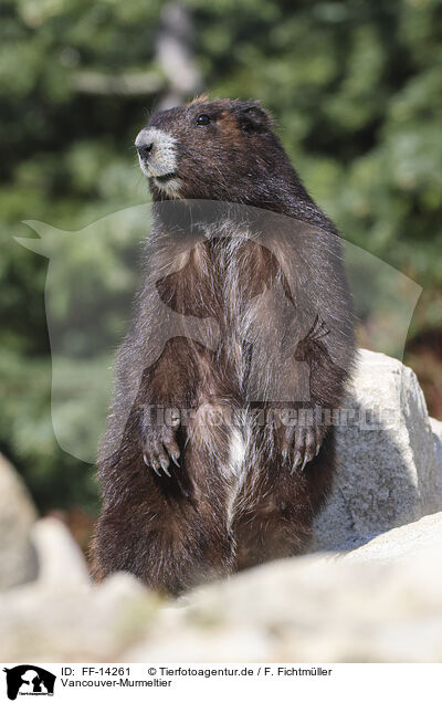 Vancouver-Murmeltier / Vancouver Island marmot / FF-14261