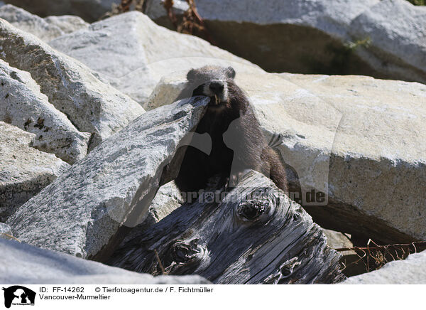 Vancouver-Murmeltier / Vancouver Island marmot / FF-14262