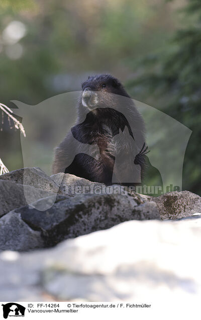 Vancouver-Murmeltier / Vancouver Island marmot / FF-14264