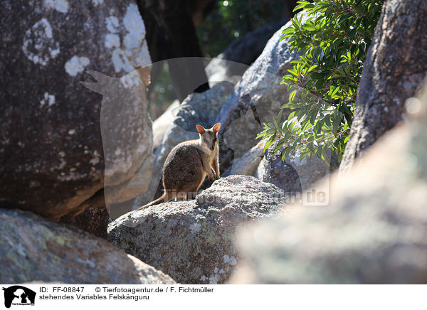 stehendes Variables Felsknguru / standing Allied rock kangaroo / FF-08847