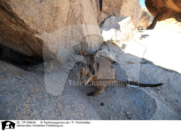 stehendes Variables Felsknguru / standing Allied rock kangaroo / FF-08848