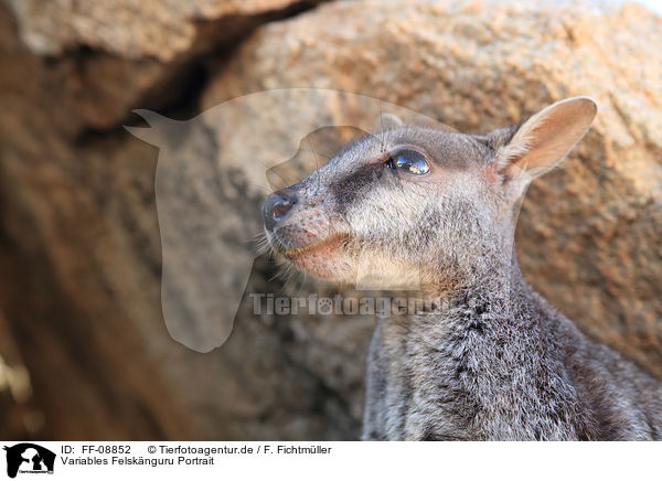Variables Felsknguru Portrait / Allied rock kangaroo portrait / FF-08852
