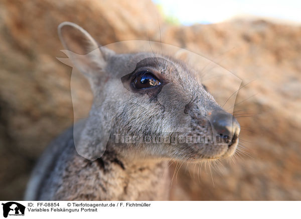 Variables Felsknguru Portrait / Allied rock kangaroo portrait / FF-08854