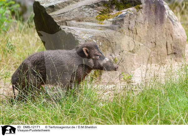Visayas-Pustelschwein / Visayan warty pig / DMS-12171