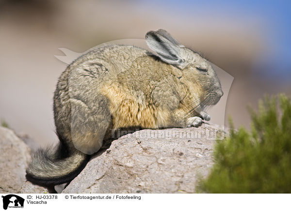 Viscacha / HJ-03378