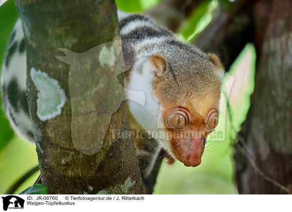 Waigeo-Tpfelkuskus / Waigeou cuscus / JR-06760