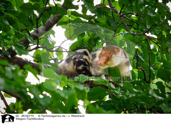 Waigeo-Tpfelkuskus / Waigeou cuscus / JR-06775