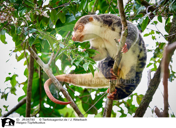 Waigeo-Tpfelkuskus / Waigeou cuscus / JR-06780