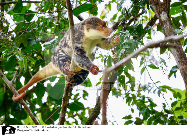Waigeo-Tpfelkuskus / Waigeou cuscus / JR-06782