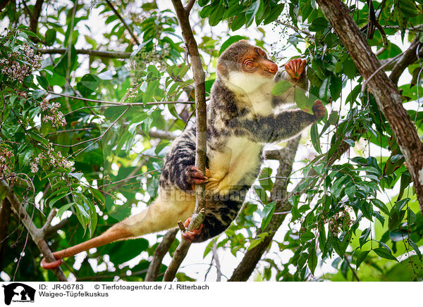 Waigeo-Tpfelkuskus / Waigeou cuscus / JR-06783