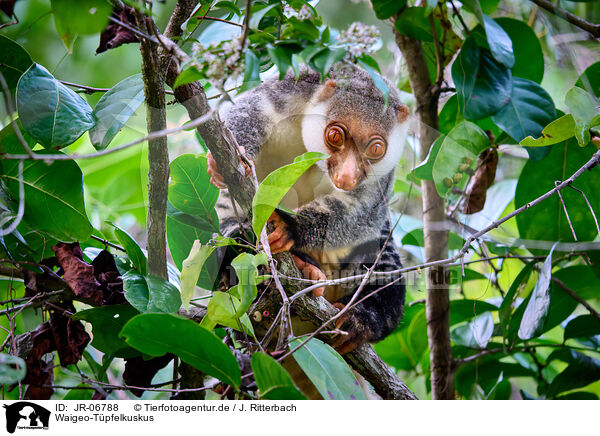 Waigeo-Tpfelkuskus / Waigeou cuscus / JR-06788