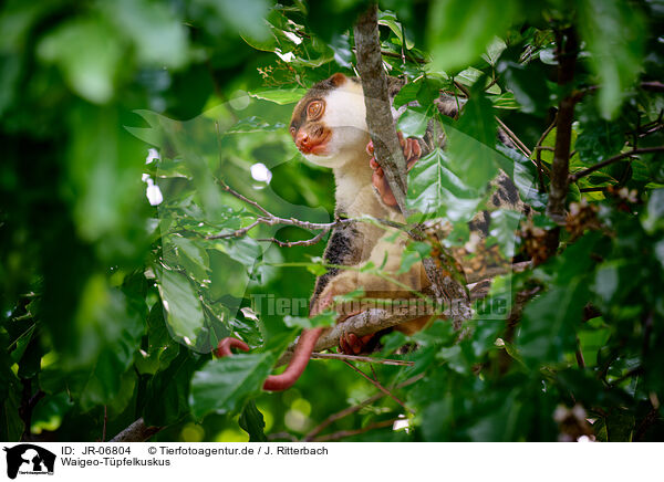Waigeo-Tpfelkuskus / Waigeou cuscus / JR-06804