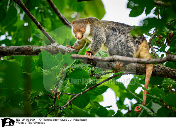 Waigeo-Tpfelkuskus / Waigeou cuscus / JR-06809