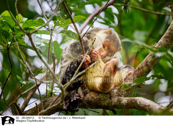 Waigeo-Tpfelkuskus / Waigeou cuscus / JR-06812