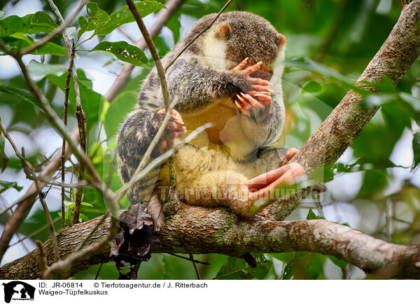 Waigeo-Tpfelkuskus / Waigeou cuscus / JR-06814
