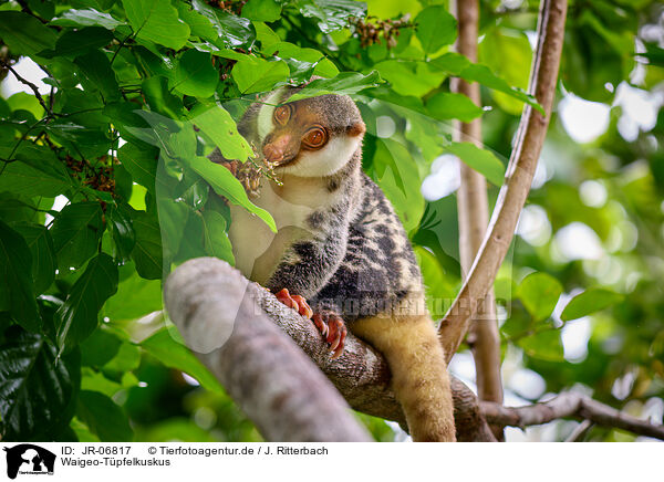 Waigeo-Tpfelkuskus / Waigeou cuscus / JR-06817