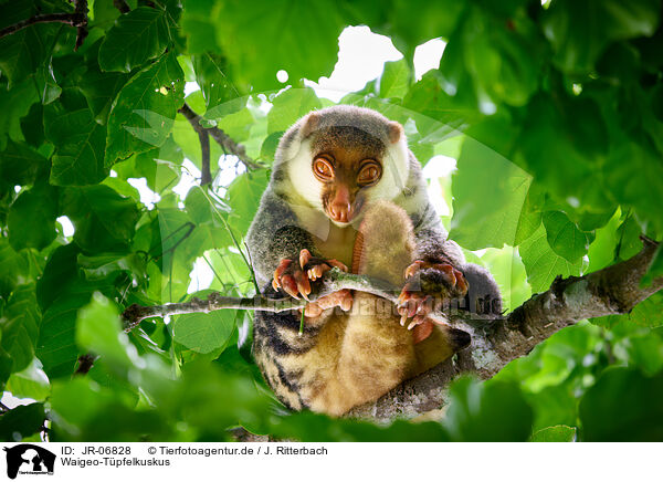Waigeo-Tpfelkuskus / Waigeou cuscus / JR-06828